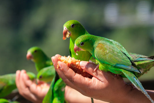 Hands holding feed for small green birds